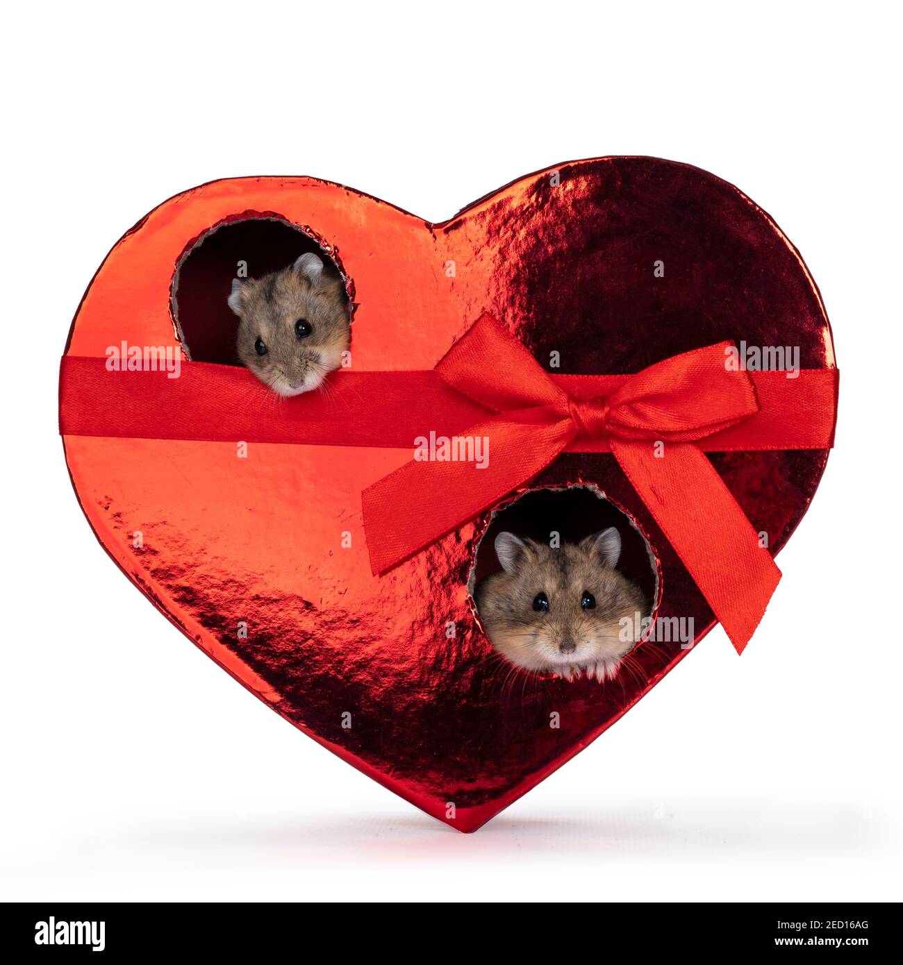 Zwei niedliche Zwerg Hamster sitzen innerhalb der roten Herz geformt Geschenk box.Looking durch Loch in Richtung Kamera. Isoliert auf weißem Hintergrund. Stockfoto