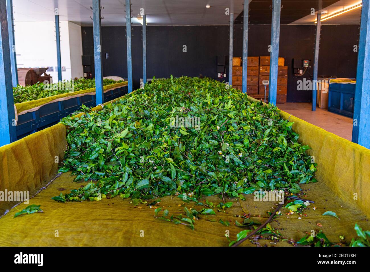 Teeverarbeitung in der Antique Assam Tea Farm, Sun Moon Lake National Scenic Area, Nantou County, Taiwan Stockfoto