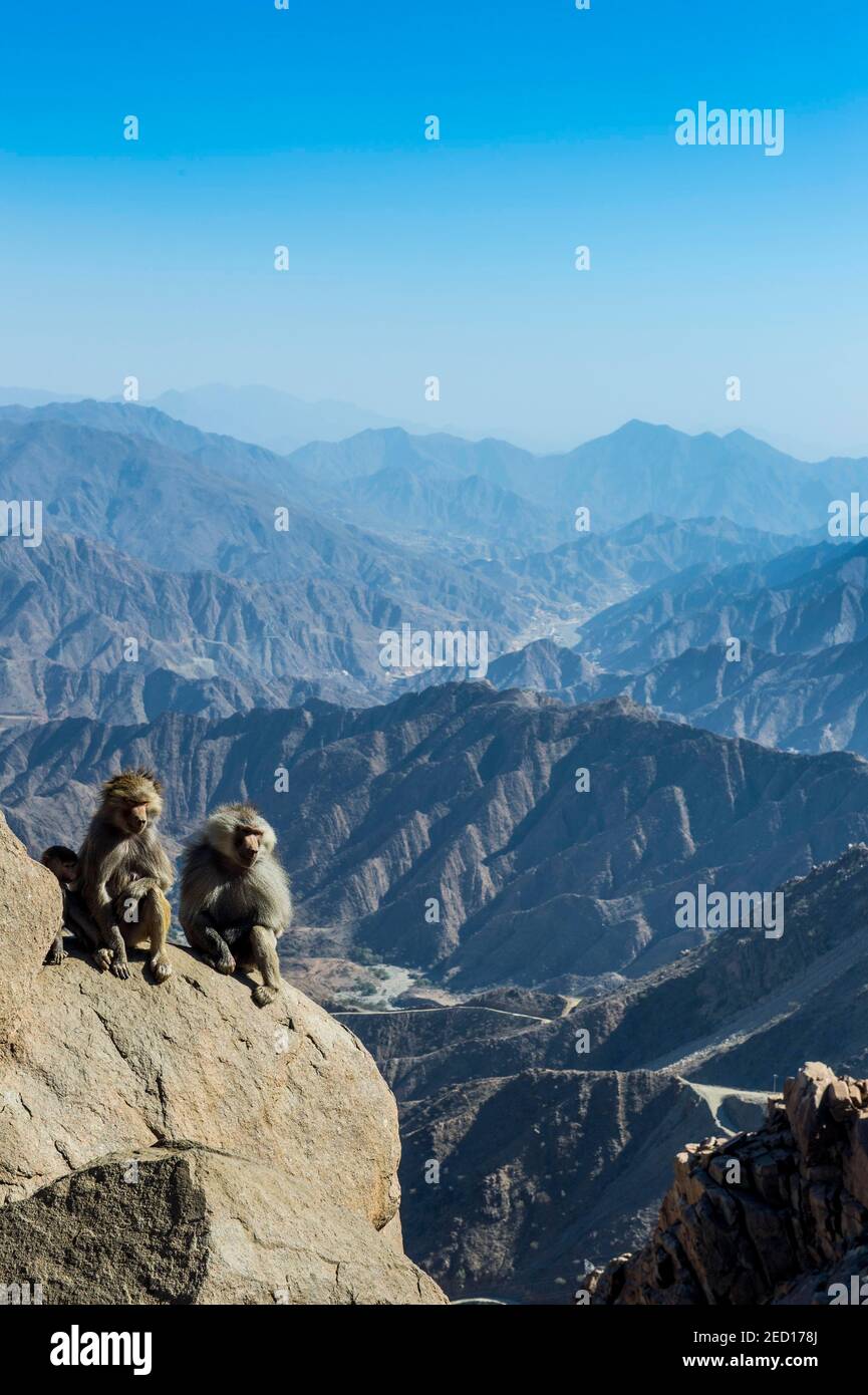 Paviane auf Felsen, Abha, Saudi-Arabien Stockfoto