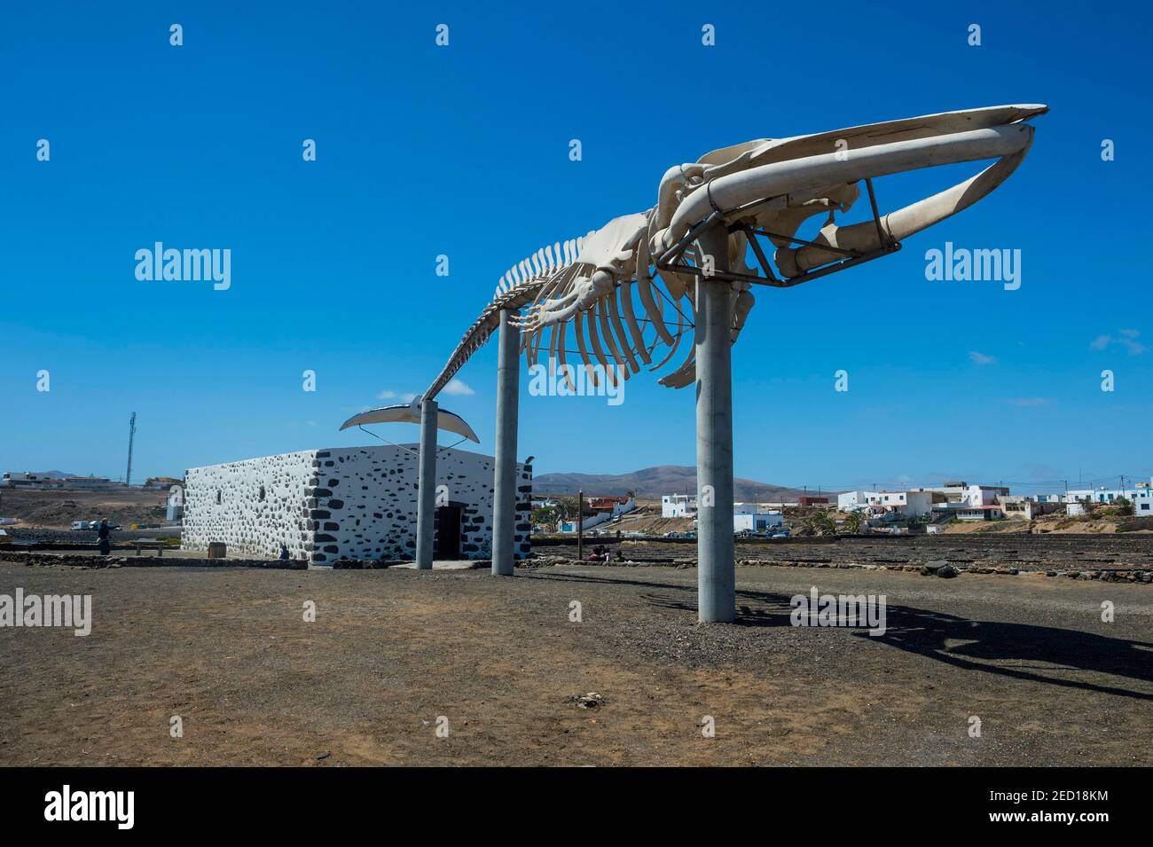 Walskelett im Salzmüsum Salinas del Carmen, Fuerteventura, Kanarische Inseln, Spanien Stockfoto