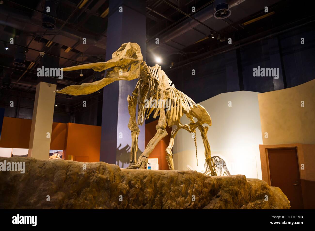 Dinosaurier im Nationalmuseum, Riadh, Saudi-Arabien Stockfoto
