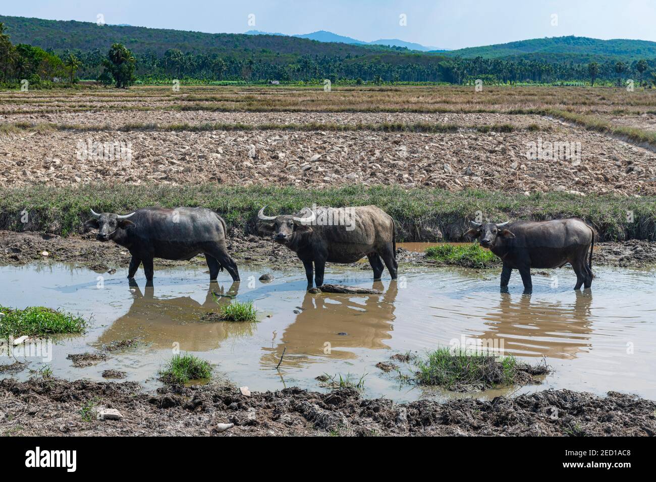 Wasserbüffel, Myeik oder Mergui, Myanmar Stockfoto