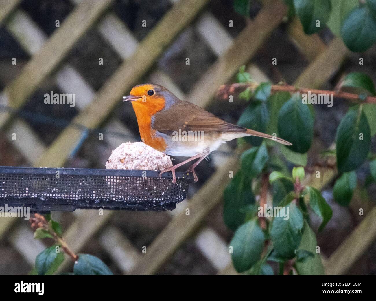 Robin (Erithacus rubecula) auf einem Futterhäuschen sitzend, der einen fetten Ball isst, West Lothian, Schottland. Stockfoto