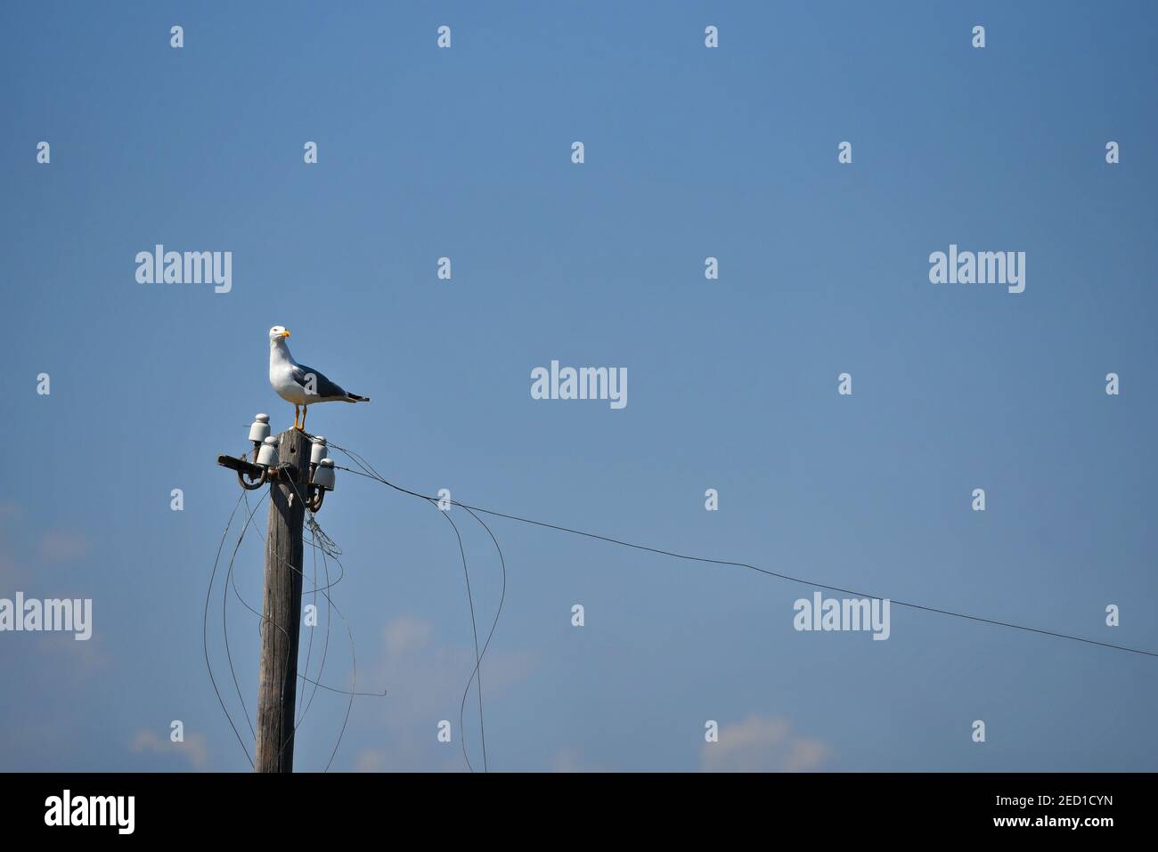 Möwe auf einem elektrischen Pol im Axios River (Axios Delta Nationalpark) Veroia, Zentralmakedonien Griechenland. Stockfoto