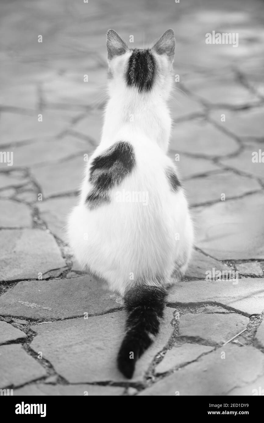 Weiß gefleckte Katze sitzt auf dem Steinboden. Rückansicht. BW-Foto. Stockfoto