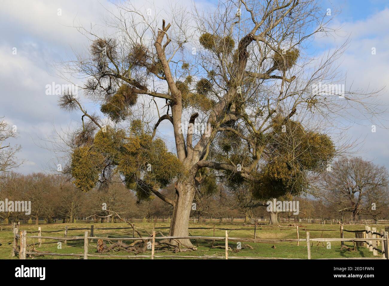 Mistel, die an einem Baum hängt, Buschy Park, Hampton Court, Greater London, England, Großbritannien, Großbritannien, Europa Stockfoto