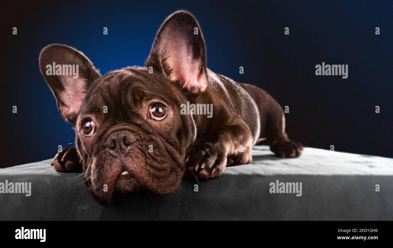 Französische Bulldogge im Fotostudio Stockfoto