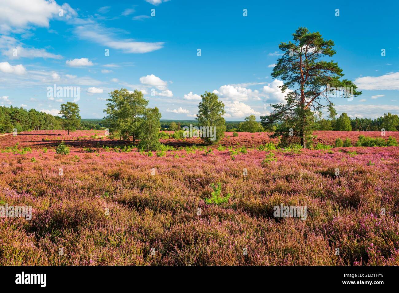 Typische Heidenlandschaft mit blühender Heide am Wietzer Berg, Lüneburger Heide, Niedersachsen, Deutschland Stockfoto