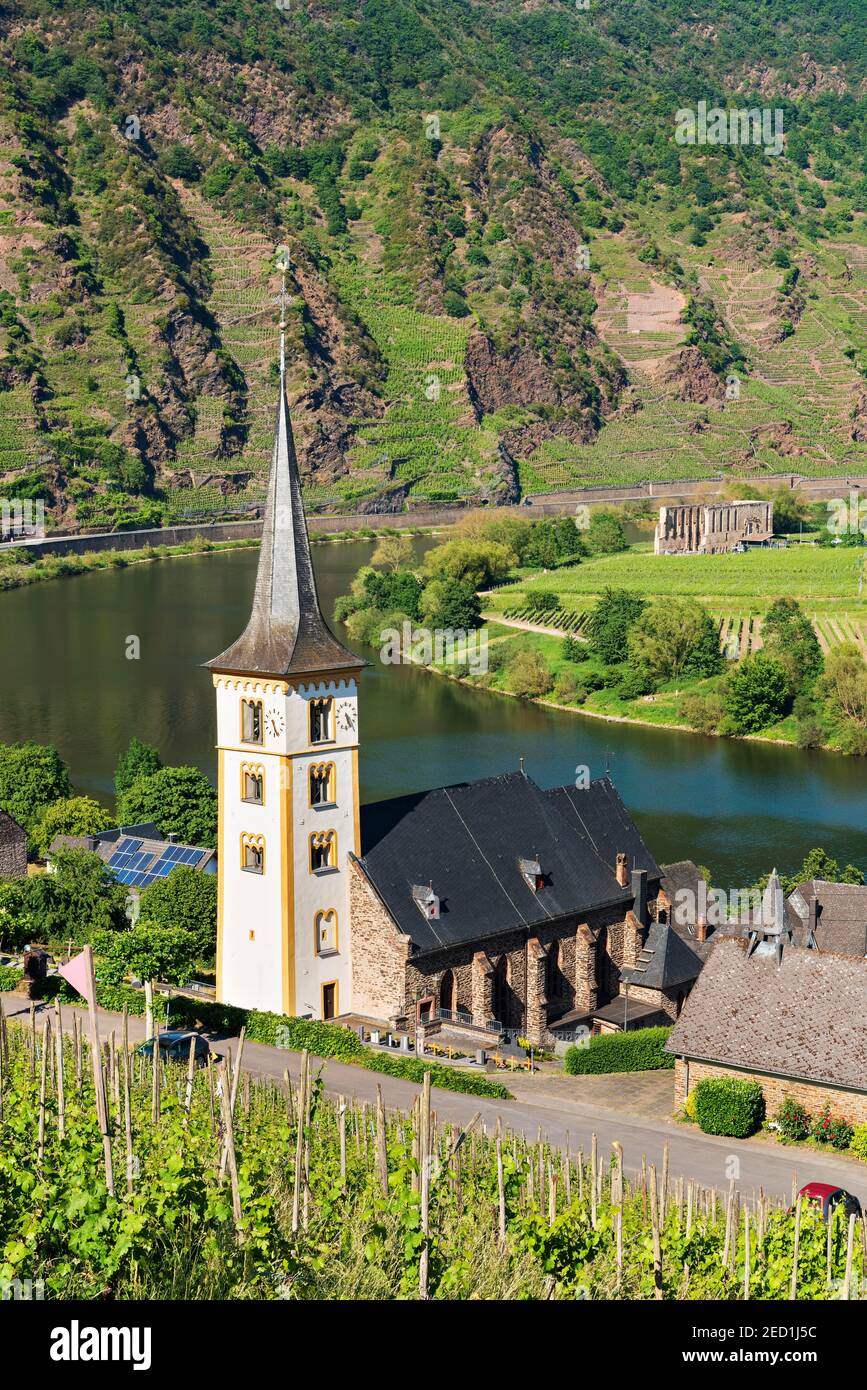 Weinbaudorf Bremm an der Mosel mit St. Laurentius Kirche, im Hintergrund die Klosterruine Stuben, Bremm, Rheinland-Pfalz, Deutschland Stockfoto