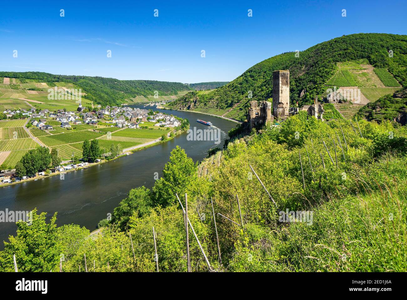 Burgruine Metternich an der Mosel, umgeben von Weinbergen, Beilstein, Rheinland-Pfalz, Deutschland Stockfoto