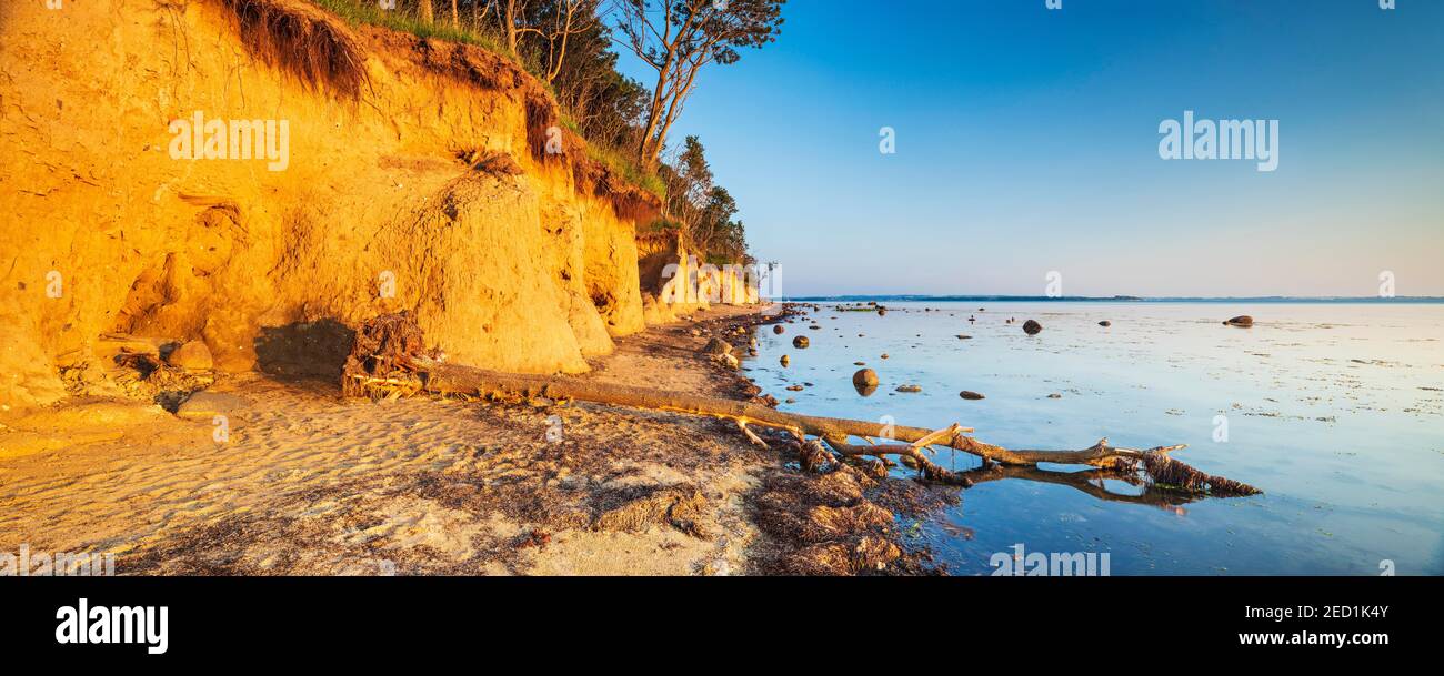 Entwurzelter Baum auf der Klippe der Ostsee im Abendlicht, Insel Poel, Mecklenburg-Vorpommern, Deutschland Stockfoto