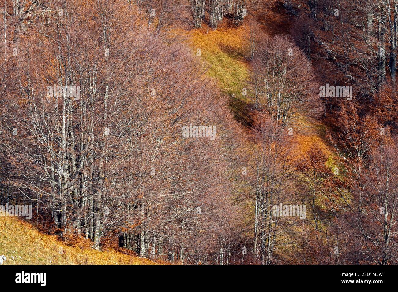 Buchenwälder. Fagus sylvatica Bäume. Der Cansiglio Plateau. Veneto. Italien. Stockfoto