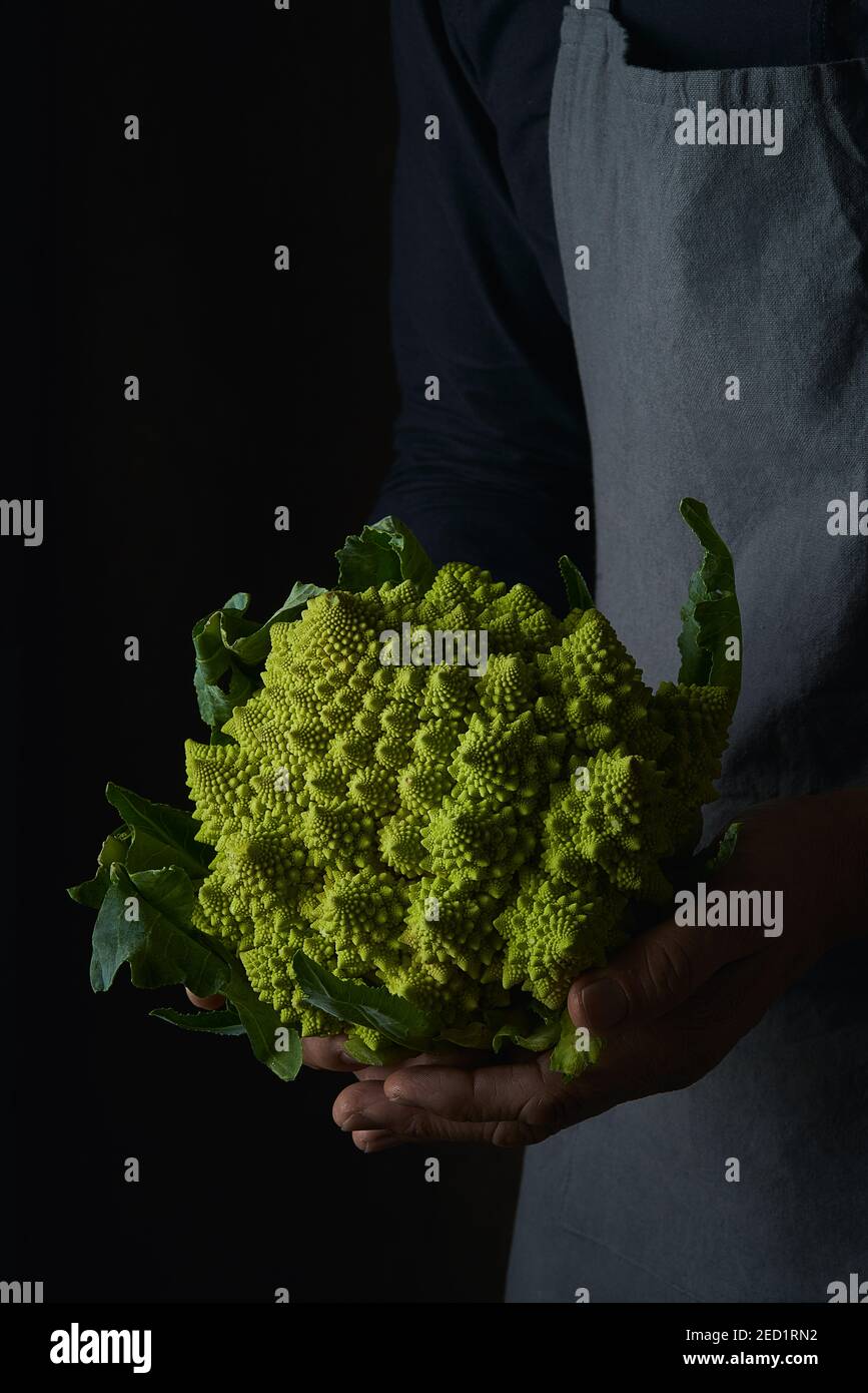 Crop Koch Hände auf Schürze hält hell saftig fraktal Romanesco Blumenkohl mit grünen Blättern auf dunklem Hintergrund Stockfoto