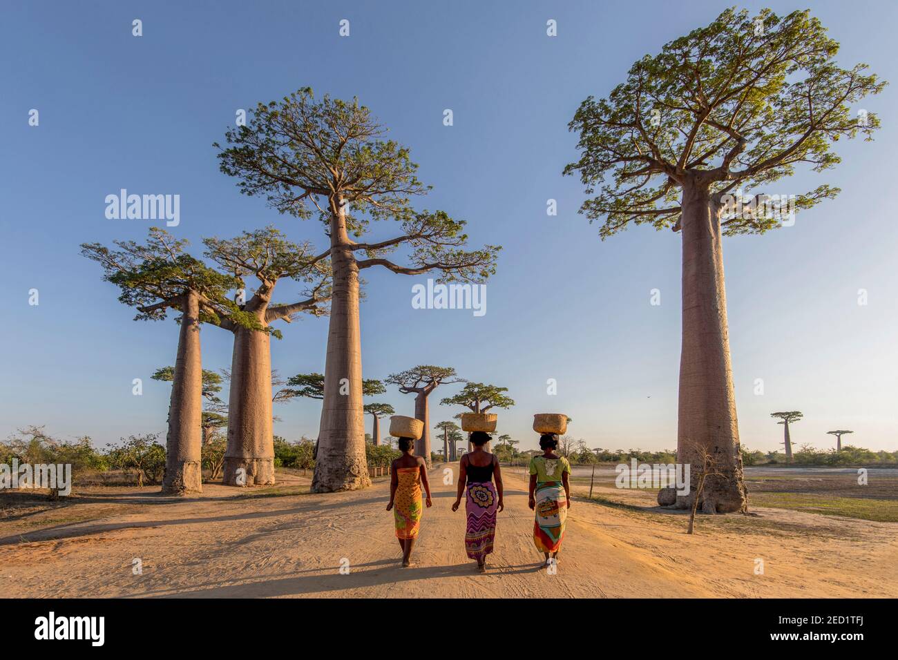 Rückansicht von nicht erkennbaren einheimischen Weibchen mit Körben auf den Köpfen Wandern entlang einer sandigen Straße mit großen Baobab Bäume wachsen auf Madagaskar Stockfoto