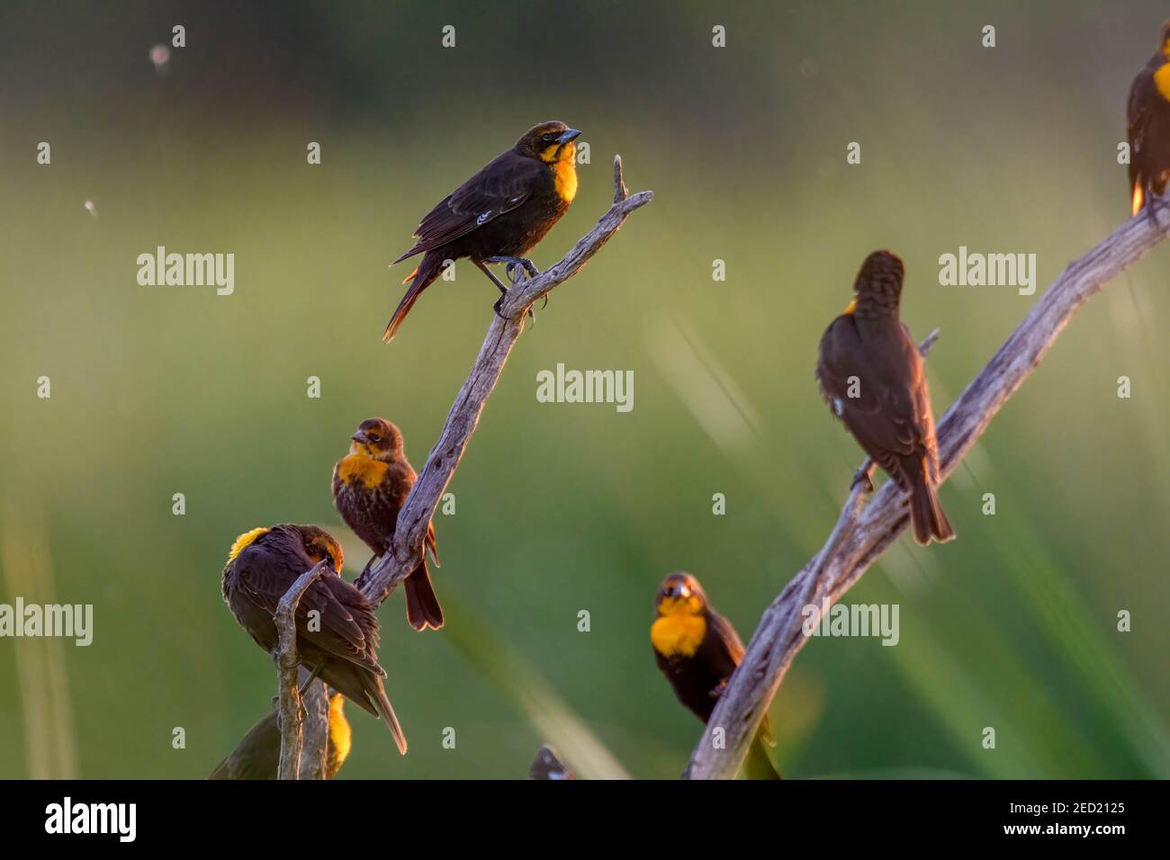 Yellow-headed Blackbirds, Bosque del Apache National Wildlife Refuge, New Mexico, USA. Stockfoto