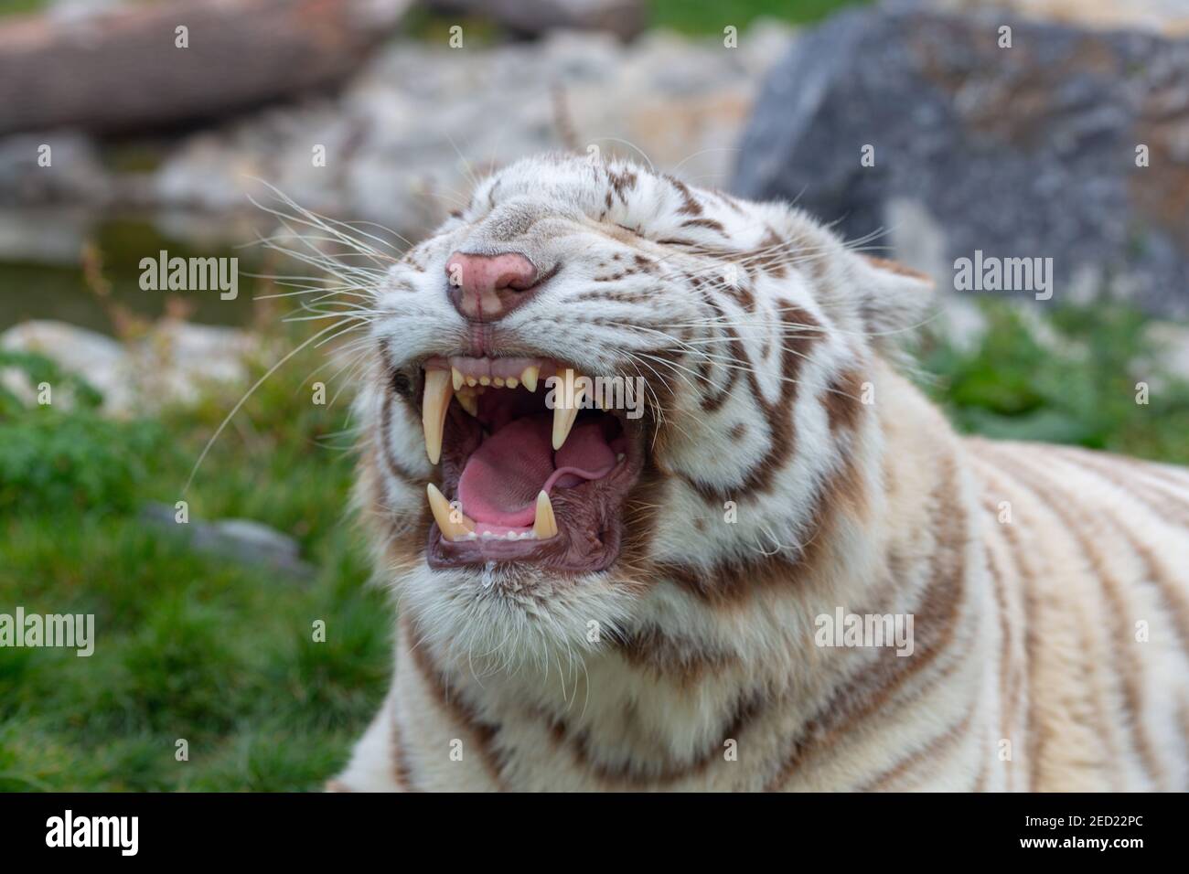 Wütend weiß oder gebleicht Tiger brüllen und zeigt Zähne in offenem Mund - wütend Tiger brüllen. Wütender Bengaltiger. Stockfoto