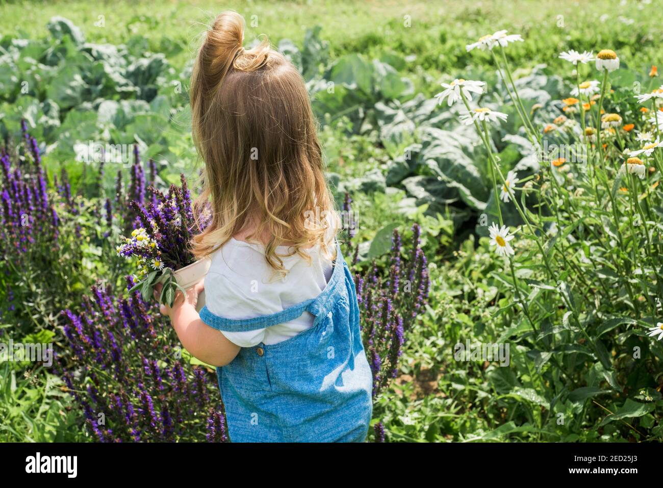 Baby Mädchen sammelt ein Bouquet von hausgemachtem Tee. Kamille, Minze und Zitronenmelisse. Natürliche Nahrung im Dorf Stockfoto