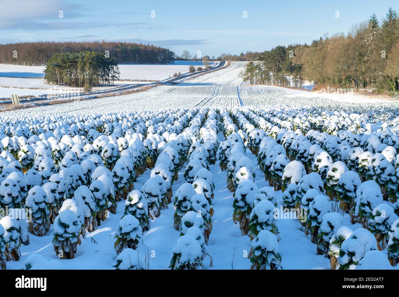 Schneebedeckte rosenkochpflanzen in der cotswold-Landschaft. Bourton on the Hill, Cotswolds, Gloucestershire, England Stockfoto