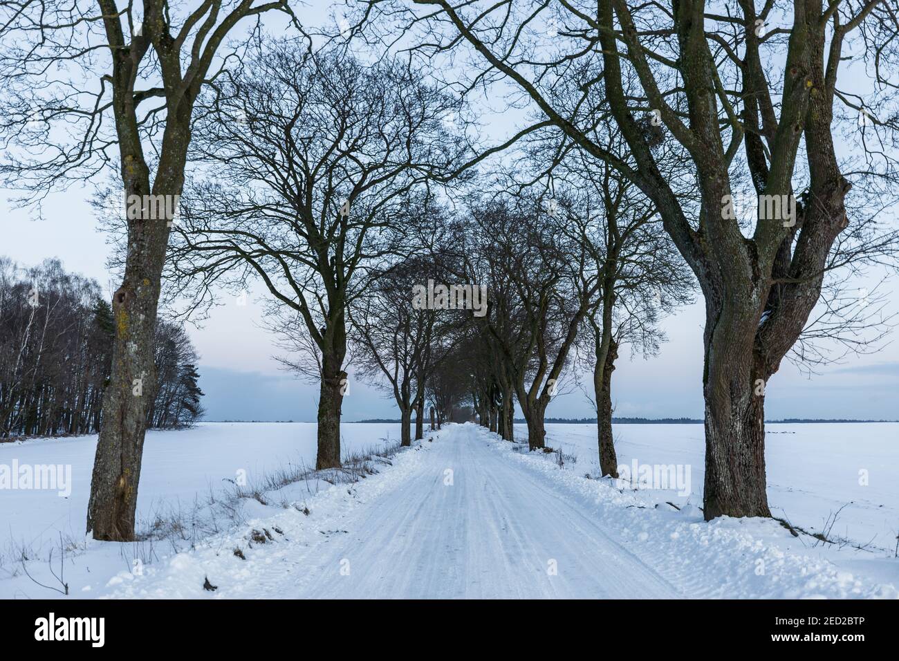 Bäume entlang einer schneebedeckten Straße. Winterlandschaft. Barniewice, Polen. Stockfoto