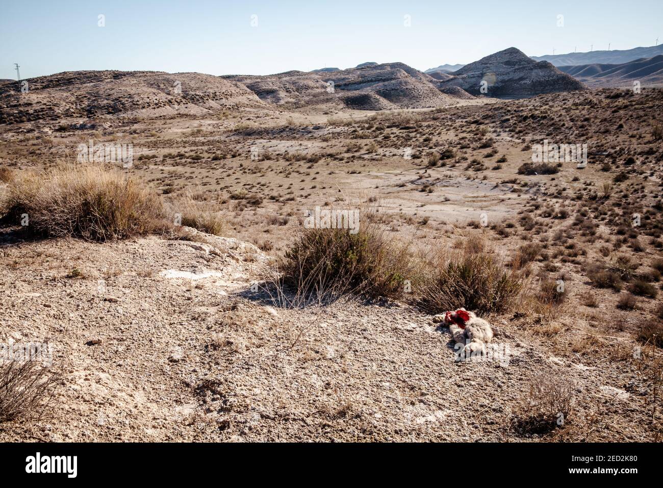 Wilde Vegetation und gefressene tote Tiere in der Landschaft von Die Wüste Tabernas in Spanien Stockfoto
