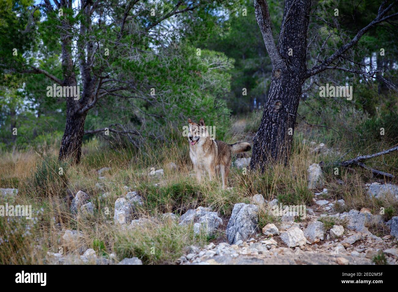 Wolfshund in der Natur Landschaft in der Sierra de irta Naturpark Alcala de Xivert Spanien Stockfoto