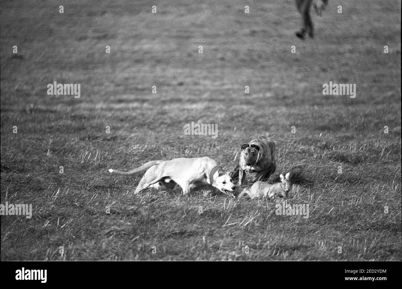 Waterloo Cup Hase Coursing Februar 28th 1989. Diese jährliche Veranstaltung fand in der Nähe von Altcar statt. Hier drücken zwei Windhunde, einer trägt einen roten Kragen, der andere einen weißen Kragen, den fliehenden Hasen dicht. Das war lange vor dem Jagdgesetz 2004, das diesen Zeitvertreib aus Grausamkeit verbannte. Stockfoto