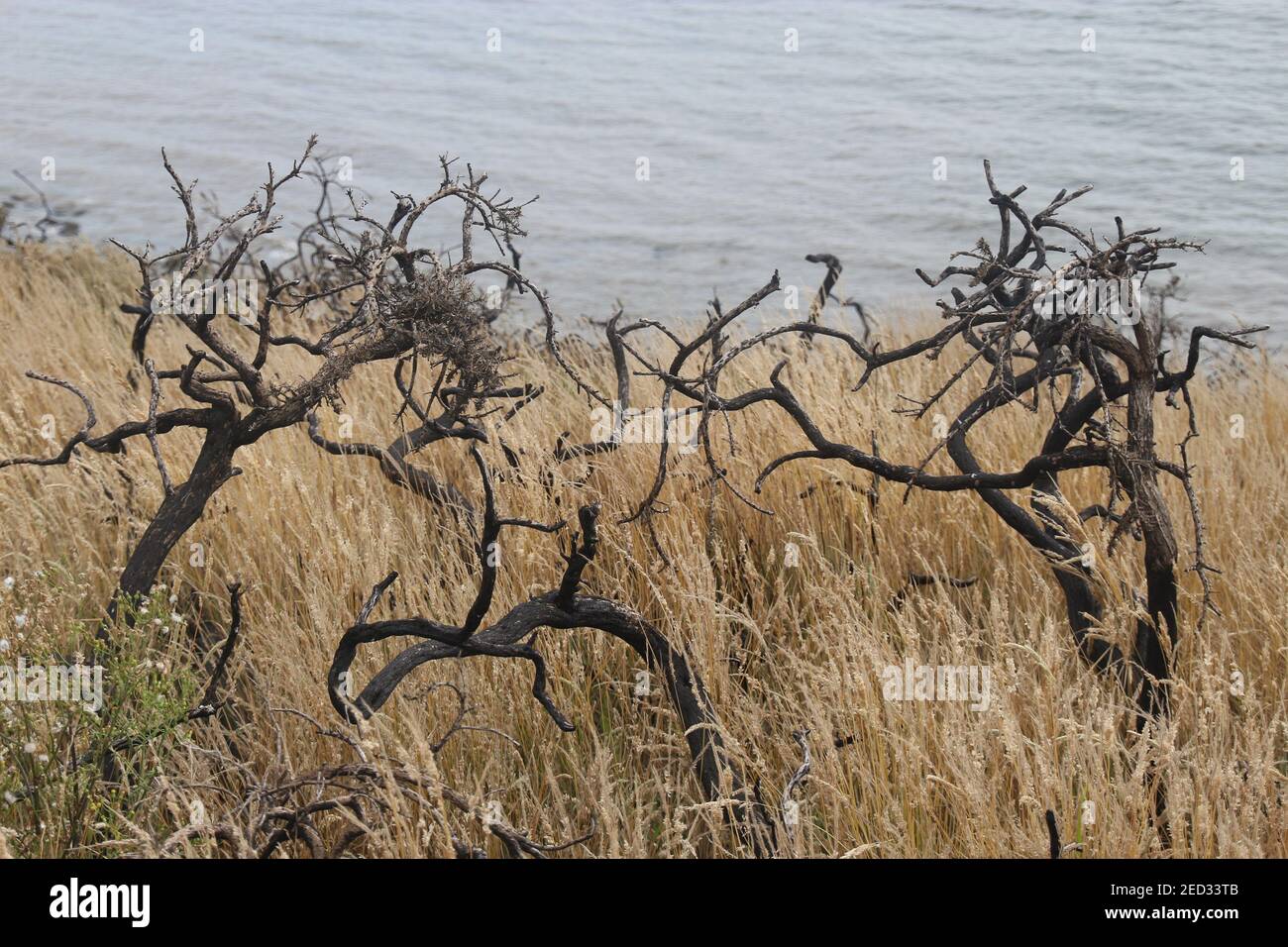 Verbrannte Sträucher und Schilf auf den Klippen am irischen See. St Bees, Westküste von England, in der Nähe des Lake District. Nordwesteuropa. Stockfoto