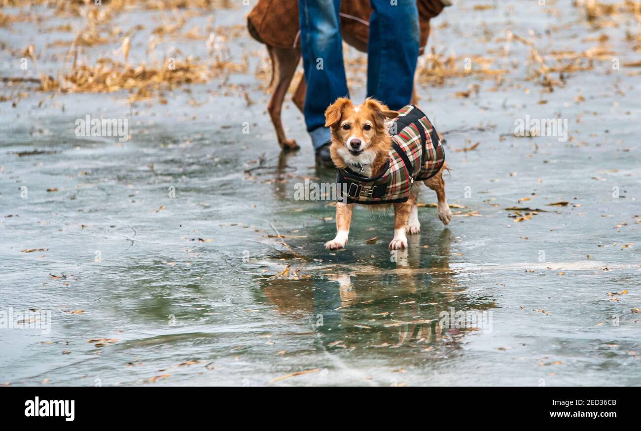 Royal Leamington Spa, Warwickshire, Großbritannien. 14th Februar 2021, UK Wetter: Ein kleiner Hund geht auf die eisbedeckte Welches Meadow bei Newbold Comyn und Jephson Gardens. Kredit: Ryan Underwood / Alamy Live Nachrichten Stockfoto