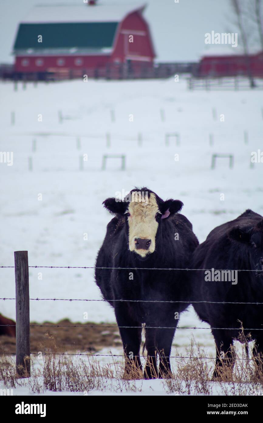 Eine vertikale Aufnahme einer schwarzen Kuh mit einer weißen Stelle auf ihrem Kopf auf einer Farm Stockfoto