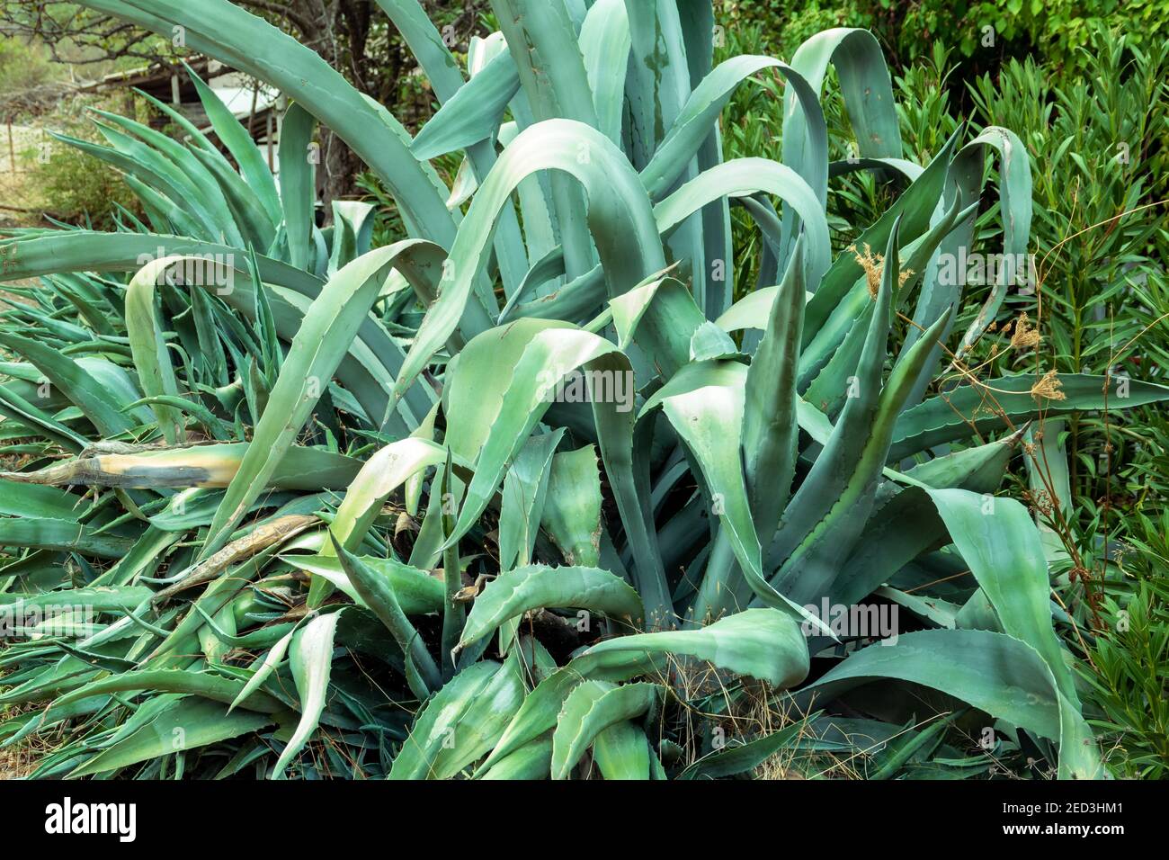 Riesige Agave americana (amerikanische Aloe) Blätter. Stockfoto