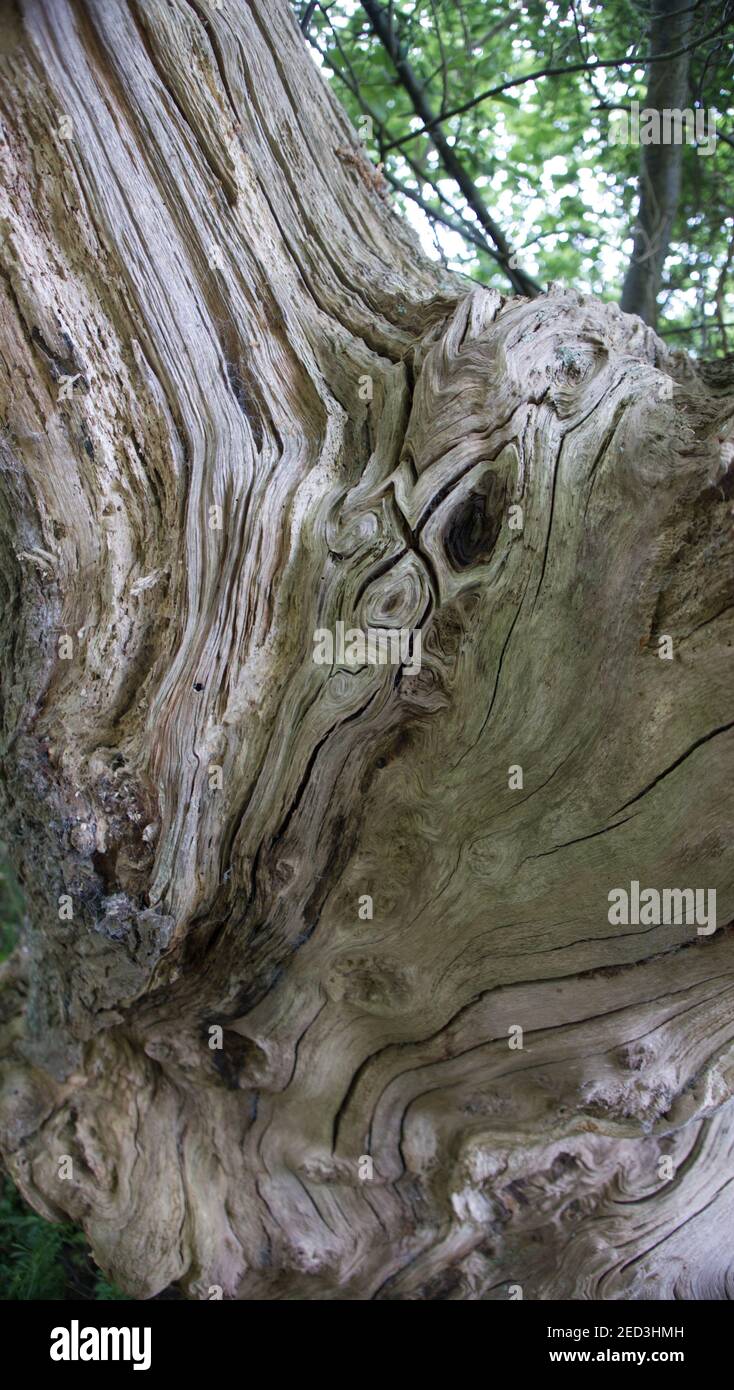 Alte, gesprungene Baumstamm Stockfoto