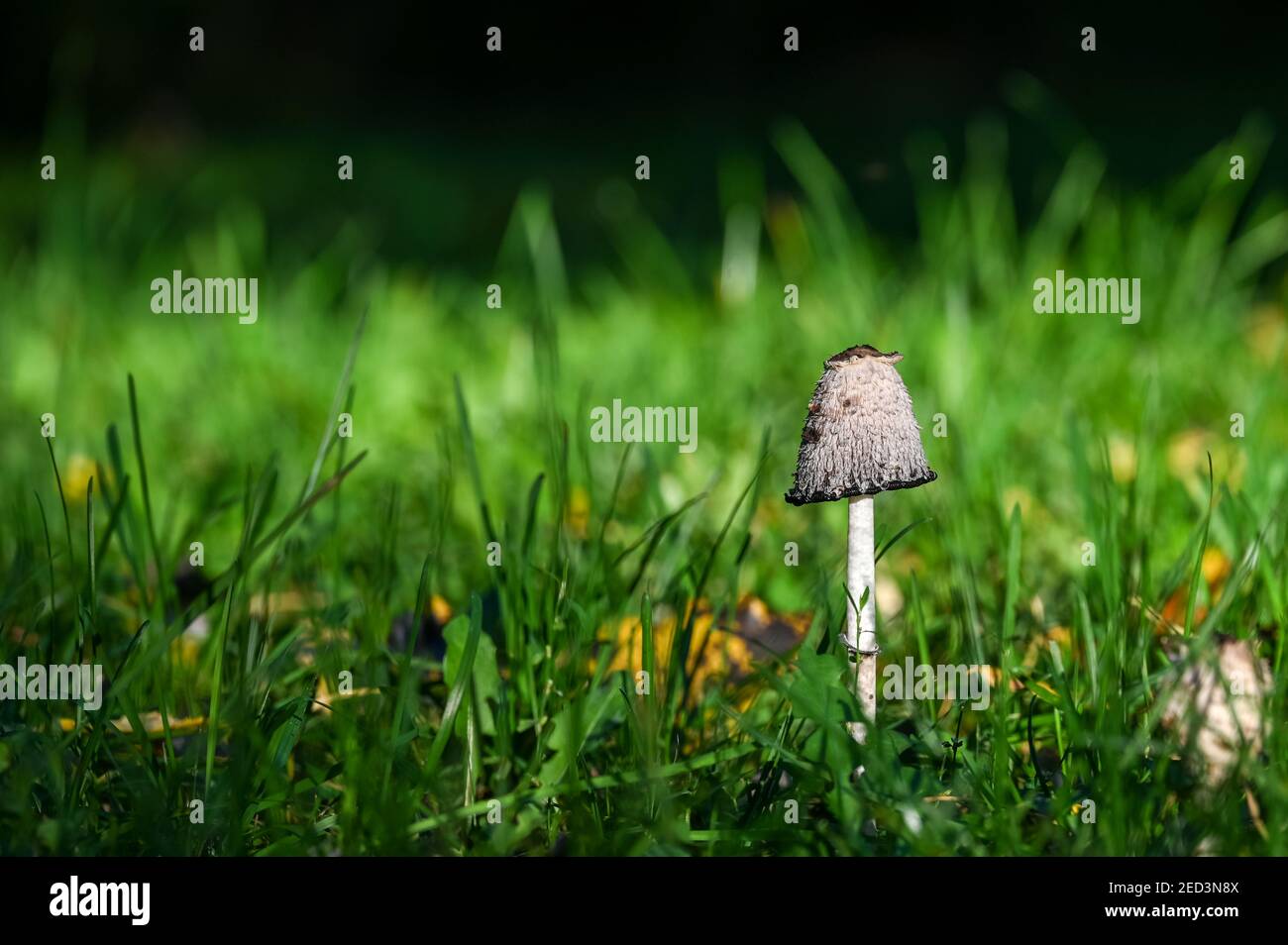 Ein einziger Pilz in einem Grasfeld Stockfoto
