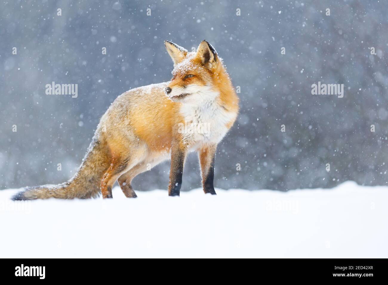Ein schöner Rotfuchs im Schnee Stockfoto