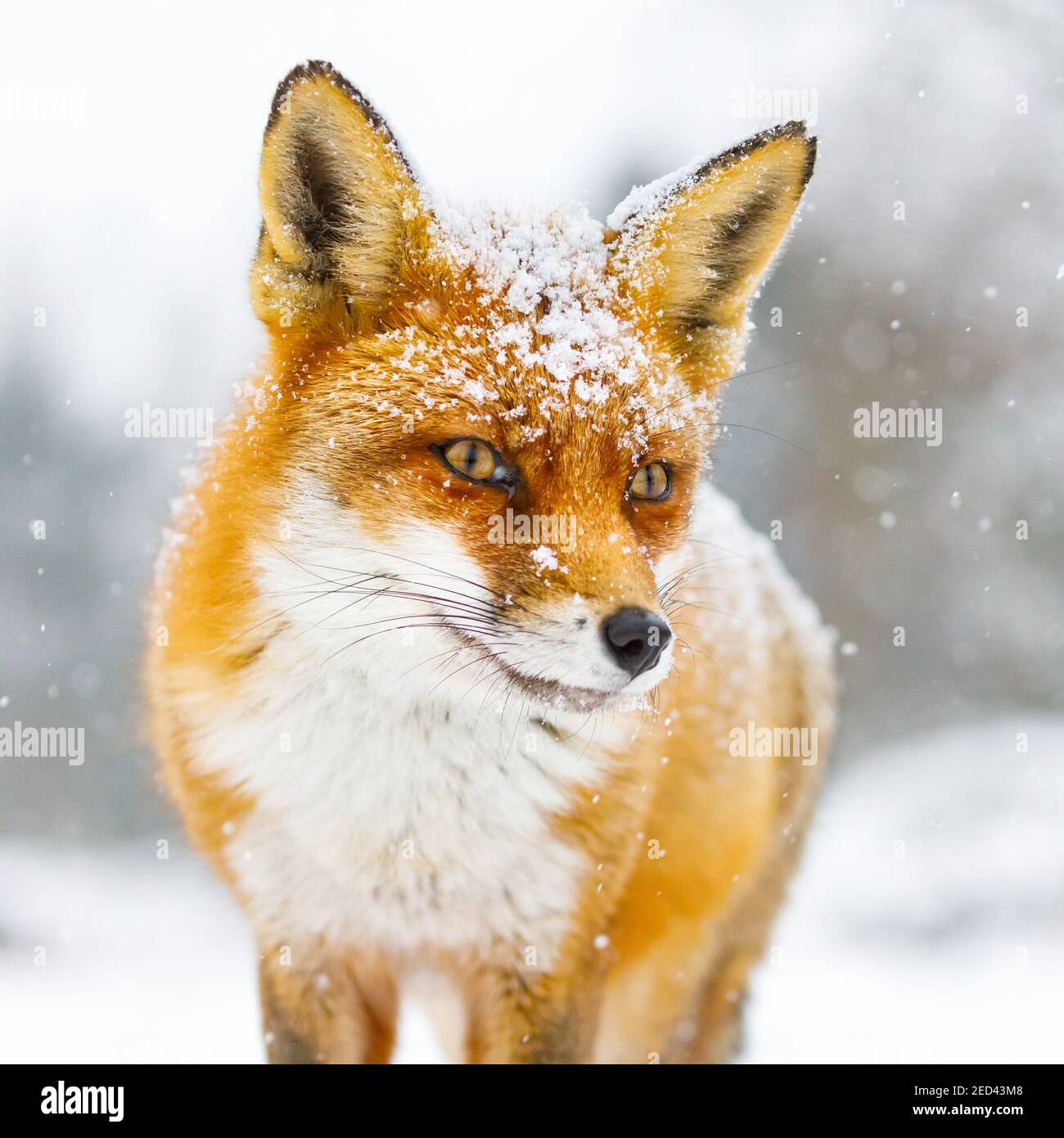Ein schöner Rotfuchs im Schnee Stockfoto