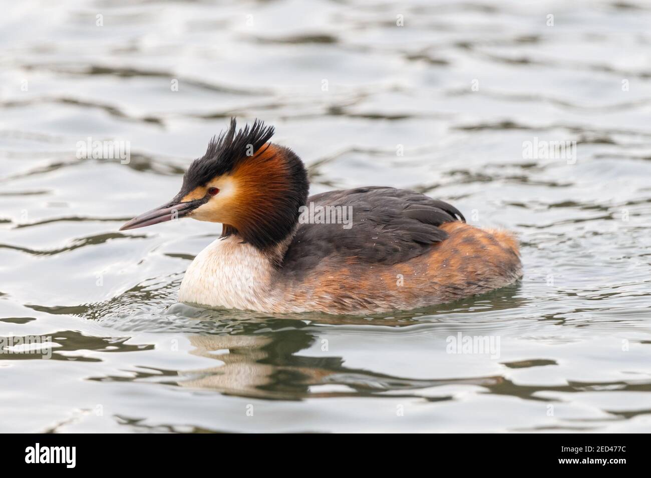 Great Crested Grebe, Podiceps cristatus Nahaufnahme des Seitenprofils auf dem Wasser, England, Großbritannien Stockfoto