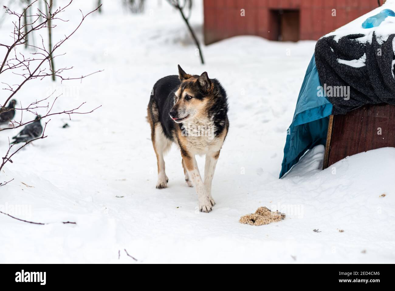 Obdachlosen Hund im Schnee Stockfoto