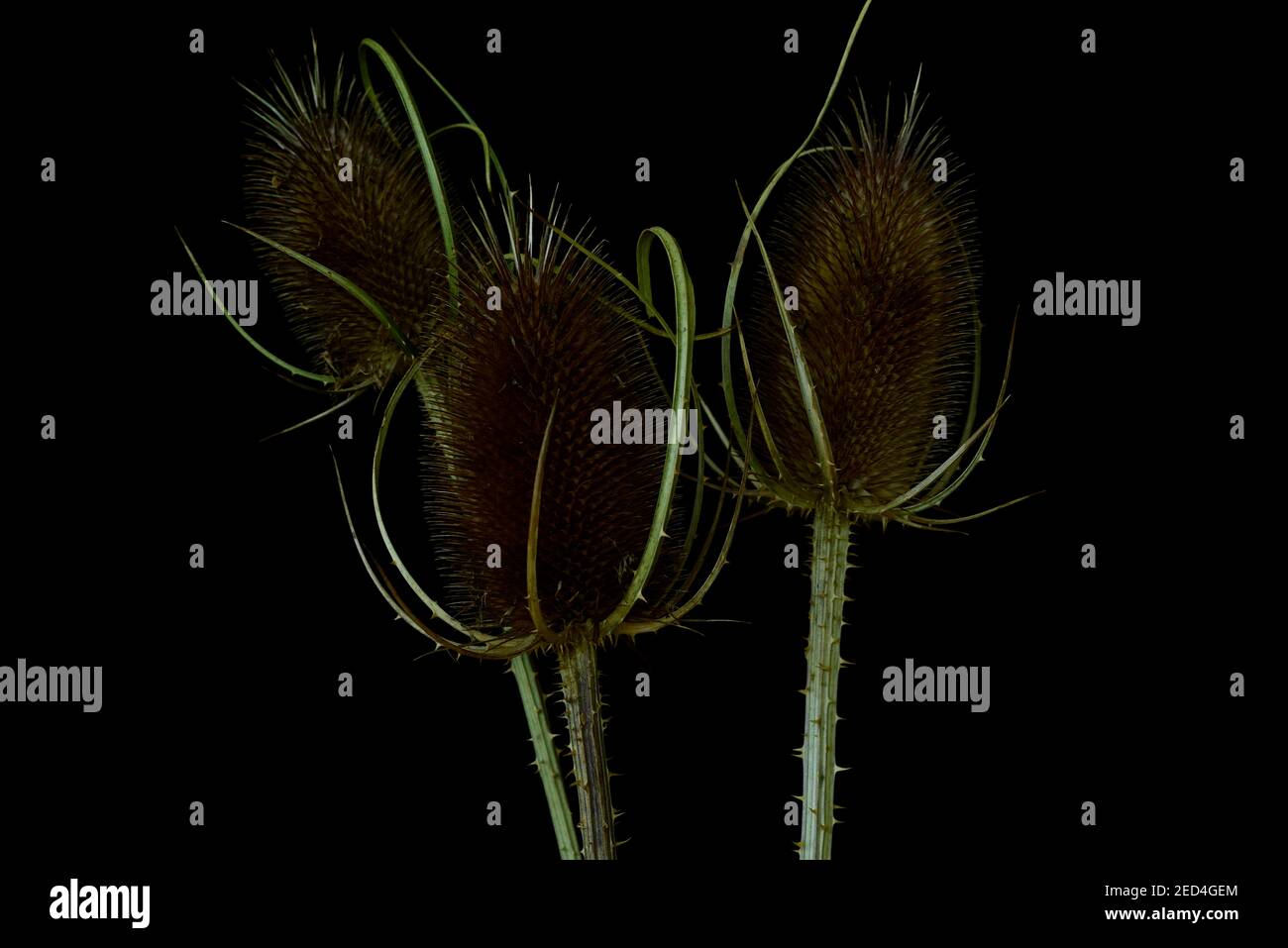 Blumen vor schwarzem Hintergrund. Wilder Teelöffel trockener Blütenstand (Dipsacus fullonum). Stockfoto