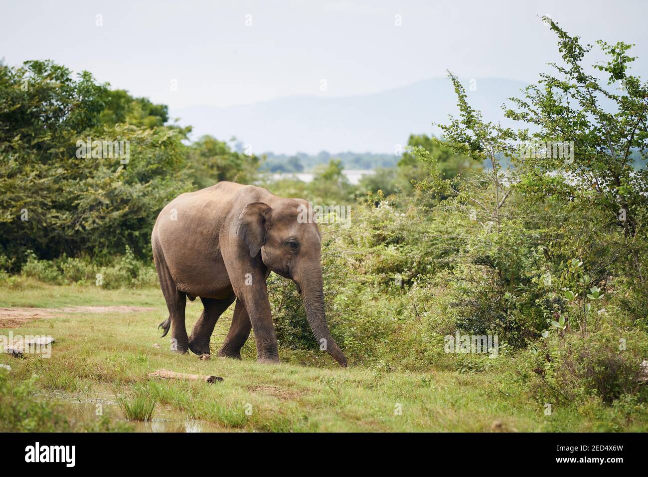 Elefant in freier Wildbahn gegen grüne Landschaft. Wildtiere in Sri Lanka. Stockfoto