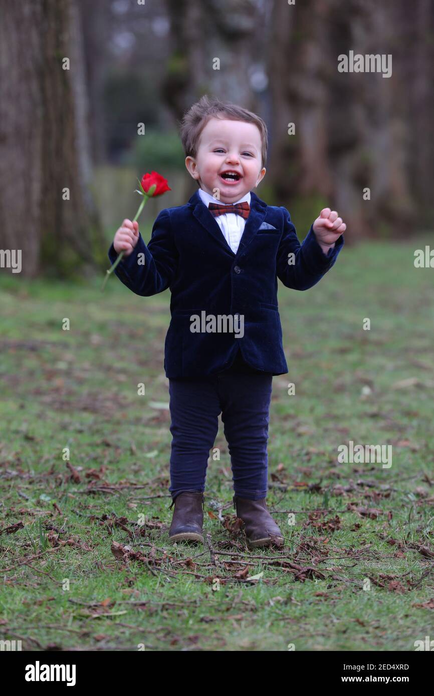 Ein kleiner einjähriger Junge namens Oscar verkleidet mit einer Rose in der Hand für Valentinstag. Chichester, West Sussex, Großbritannien. Stockfoto