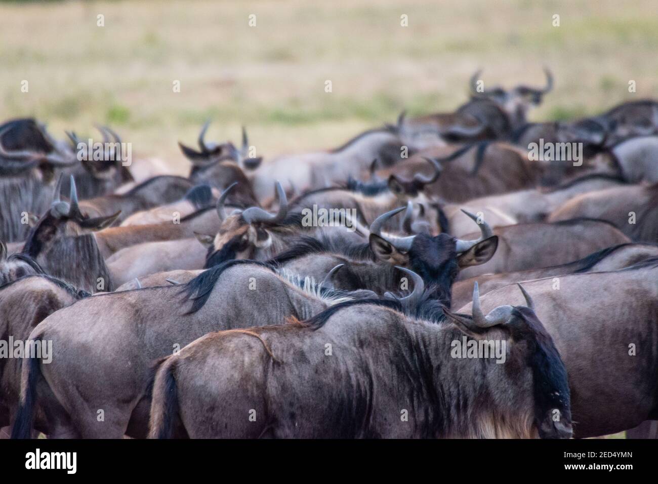 Ein Kraut von Kanna Antilope auf braunem Gras in Maasai Mara Kenia Tansania Stockfoto