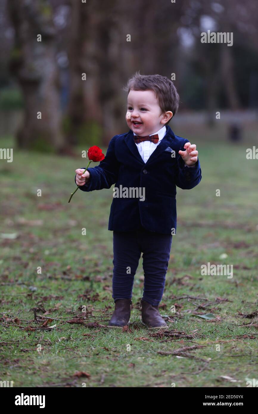 Ein kleiner einjähriger Junge namens Oscar verkleidet mit einer Rose in der Hand für Valentinstag. Chichester, West Sussex, Großbritannien. Stockfoto
