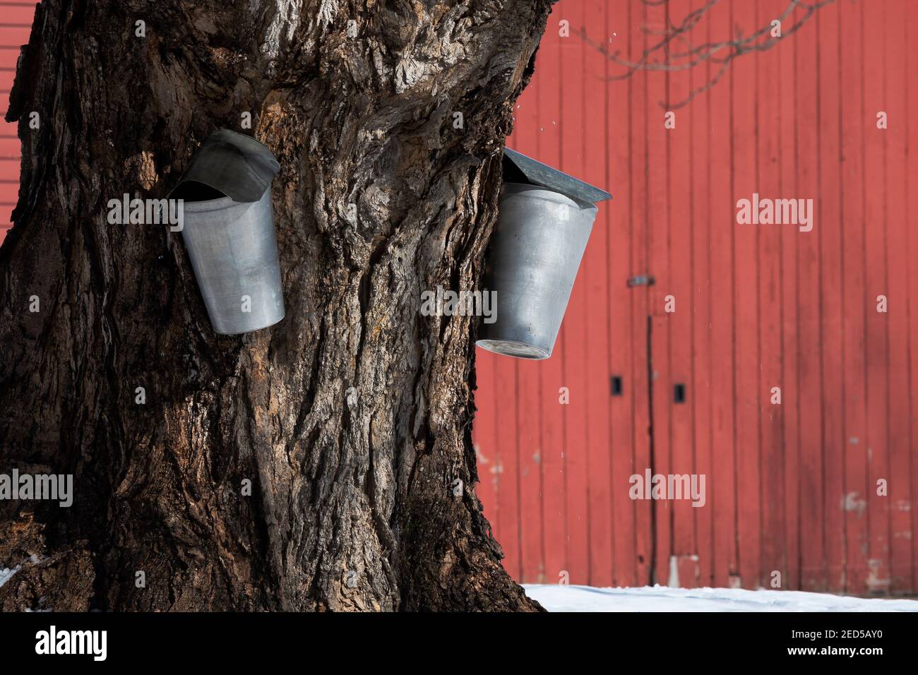Traditionelle Metalleimer zum Abklopfen von saft verwendet, um Ahornsirup aus einem alten Ahornbaum von Red Scheune zu machen. Stockfoto
