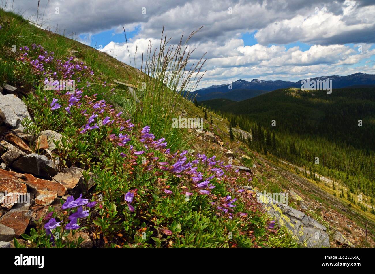 Buckhorn Ridge Roadless Gebiet entlang der Montana Idaho Divide in den Purcell Mountains. (Foto von Randy Beacham) Stockfoto