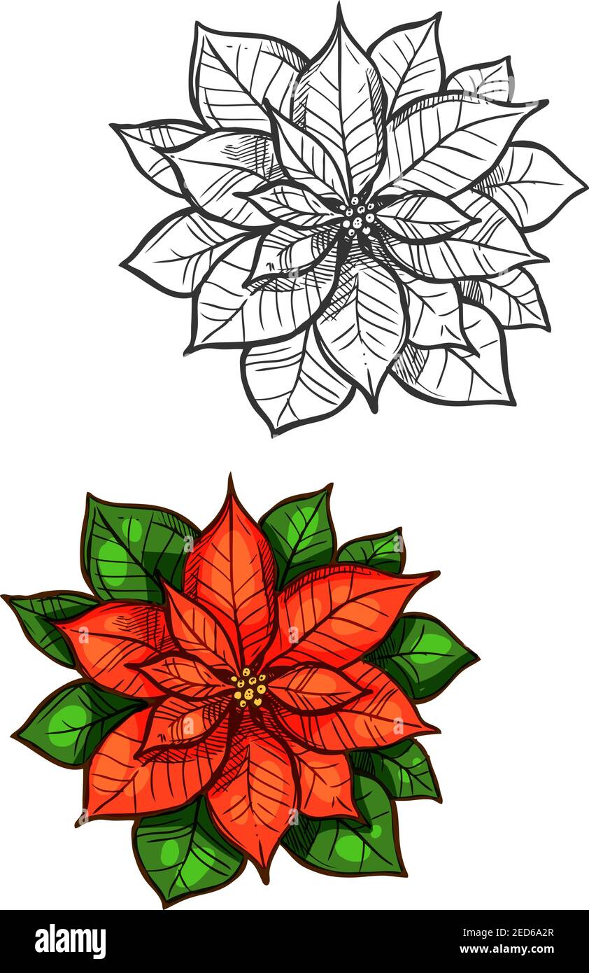 Weihnachten Stern Blume Vektor Skizze. Traditionelle Neujahr Dekoration  rote Weihnachtsstern Pflanze mit grnen Blttern Stock-Vektorgrafik - Alamy