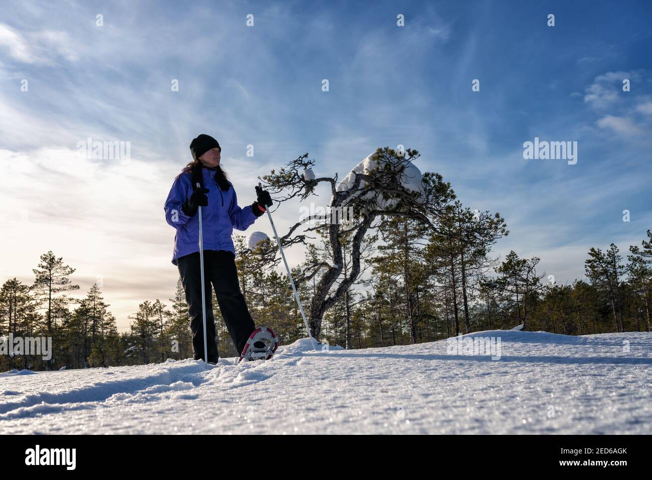 Schöne Frauen mittleren Alters kaukasischen in blauer Jacke und Schneeschuhe steht in der Nähe von Kiefer im verschneiten Winterwald und sieht auf der rechten Seite. Sunny We Stockfoto