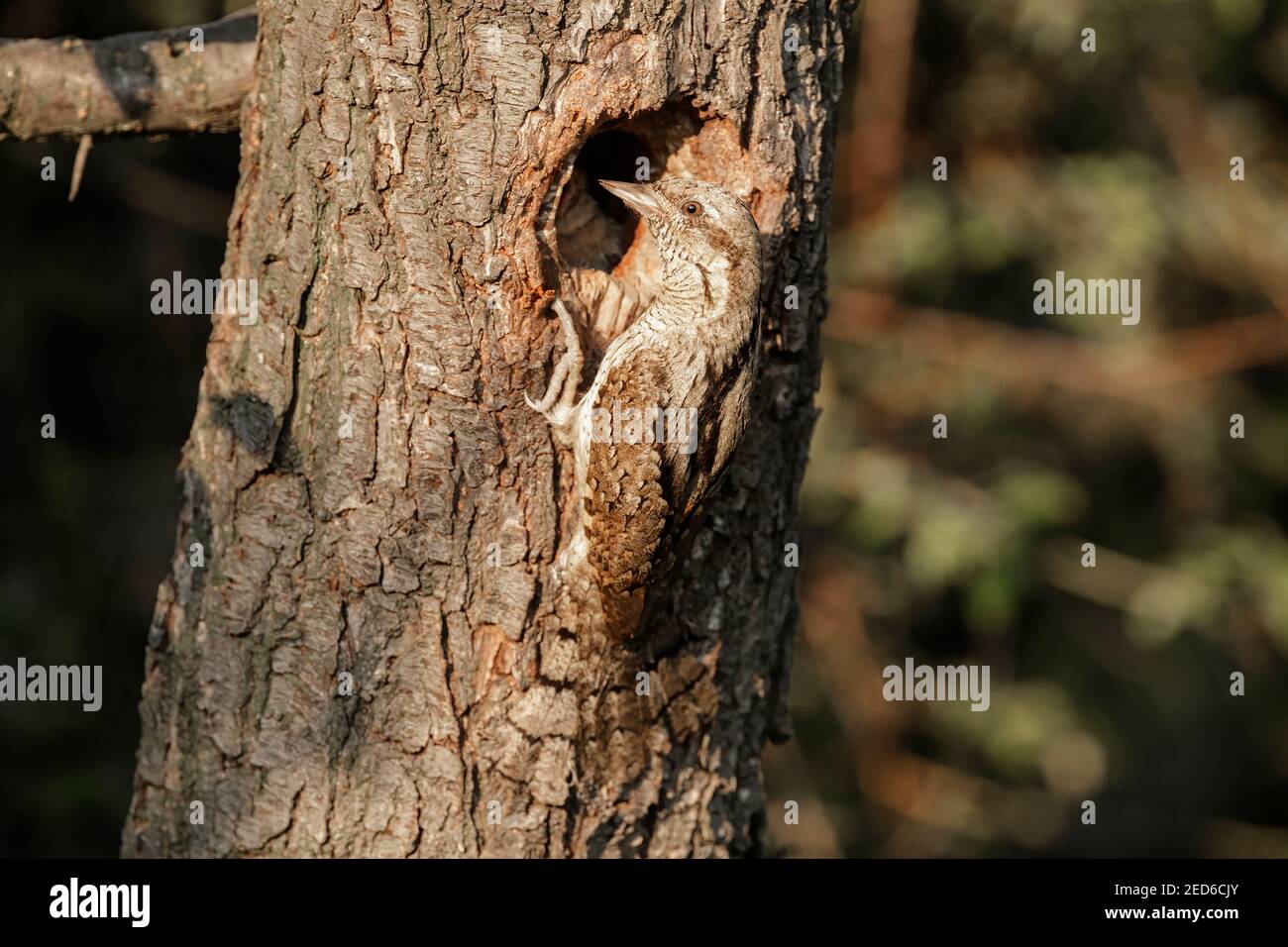 Eurasischer Wryneck, Jynx torquilla, erwachsen am Nest in einem Baum, Gabarevo, Bulgarien, 12. Juni 2012 Stockfoto