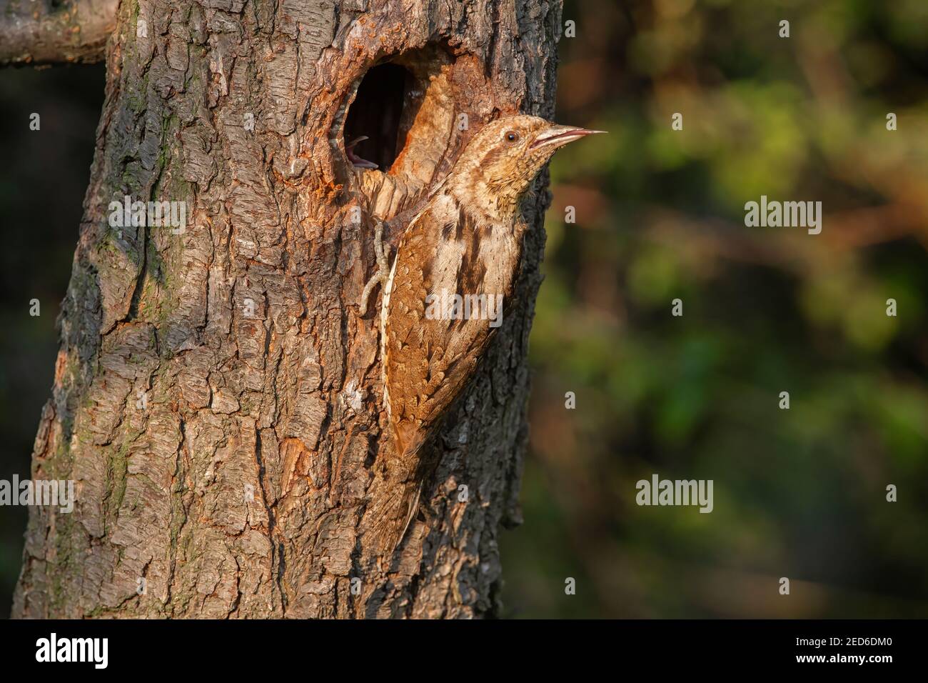 Eurasischer Wryneck, Jynx torquilla, erwachsen am Nest in einem Baum, Gabarevo, Bulgarien, 12. Juni 2012 Stockfoto