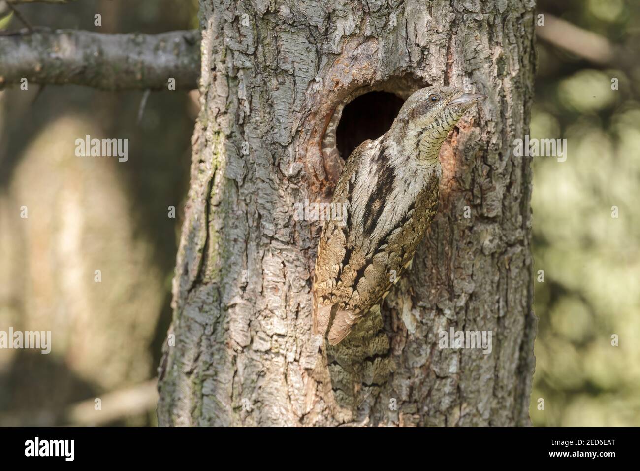 Eurasischer Wryneck, Jynx torquilla, erwachsen am Nest in einem Baum, Gabarevo, Bulgarien, 12. Juni 2012 Stockfoto