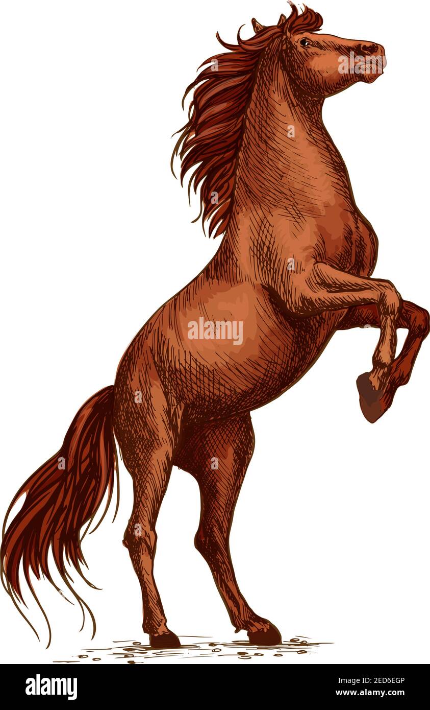Wild arabian Brown Pferd Hengst wütet und Aufzucht auf hinteren Huftieren. Vektor-Skizze starkes Pferd für Sportrennen, Pferdesport, Pferderennen Ikone, la Stock Vektor
