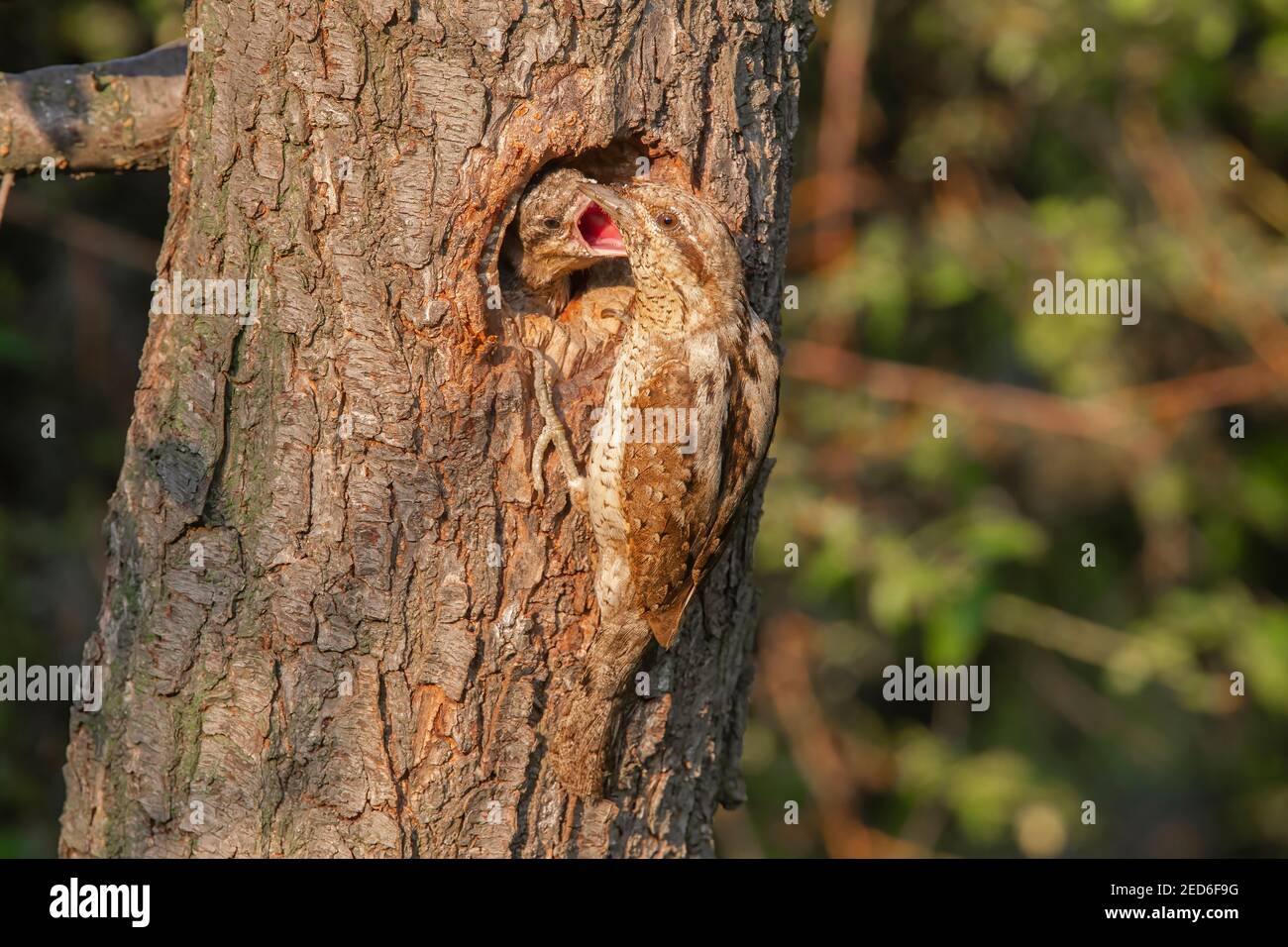 Eurasischer Wryneck, Jynx torquilla, erwachsen und Küken am Nest in einem Baum, Gabarevo, Bulgarien, 12. Juni 2012 Stockfoto